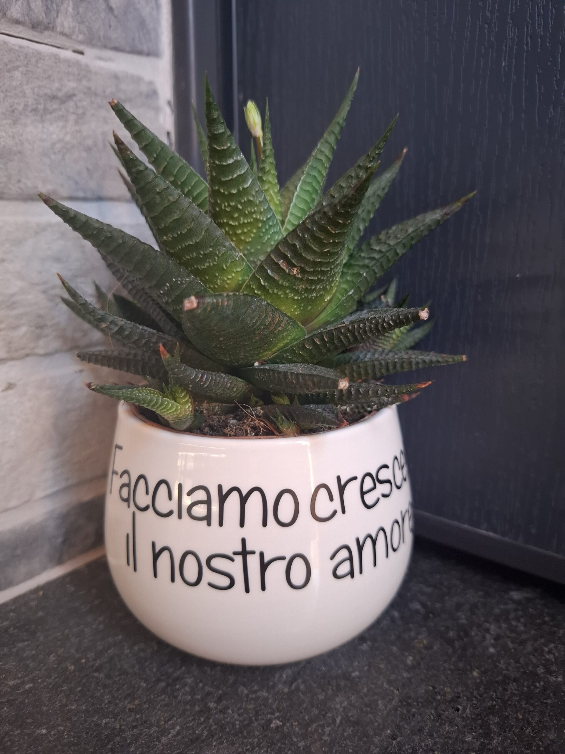 Vaso per piantine personalizzato con frase